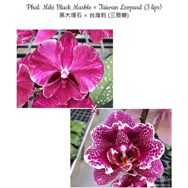 Орхидея Phal. Miki Black Marble big lip × Taiwan Leopard бабочка